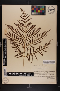 Pteridium aquilinum subsp. pseudocaudatum image