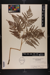 Pteridium aquilinum subsp. pseudocaudatum image