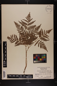 Pteridium aquilinum subsp. pseudocaudatum image