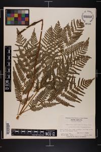 Pteridium aquilinum subsp. pseudocaudatum image