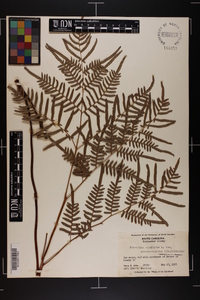 Pteridium aquilinum subsp. pseudocaudatum image