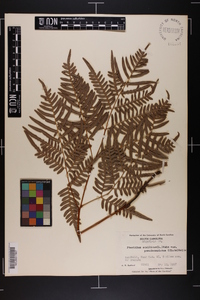 Pteridium aquilinum subsp. pseudocaudatum image