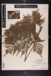 Pteridium aquilinum subsp. pseudocaudatum image