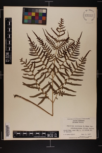 Pteridium aquilinum subsp. pseudocaudatum image