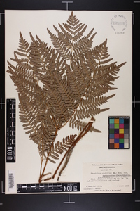 Pteridium aquilinum subsp. pseudocaudatum image