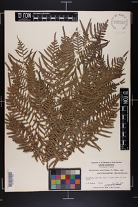 Pteridium aquilinum subsp. pseudocaudatum image