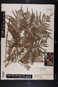 Pteridium aquilinum subsp. pseudocaudatum image