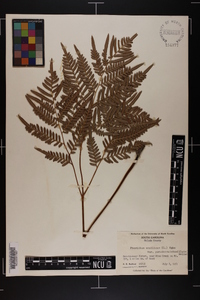 Pteridium aquilinum subsp. pseudocaudatum image