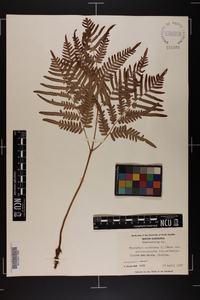 Pteridium aquilinum subsp. pseudocaudatum image