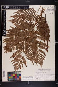 Pteridium aquilinum var. latiusculum image