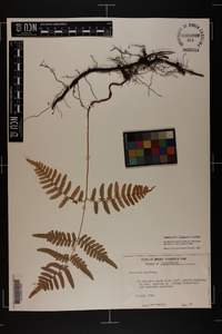 Pteridium aquilinum var. latiusculum image