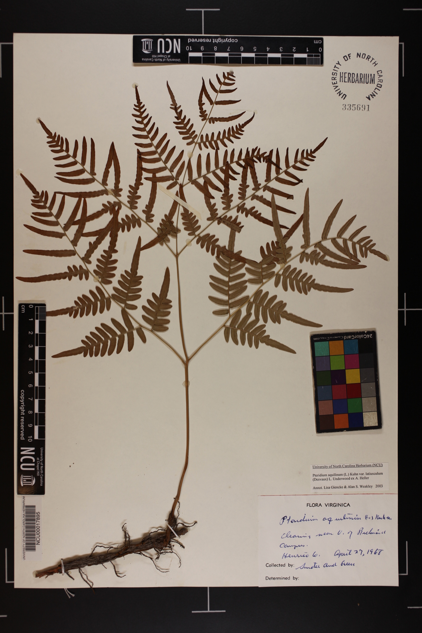 Pteridium aquilinum var. latiusculum image