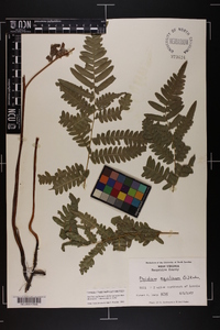 Pteridium aquilinum var. latiusculum image