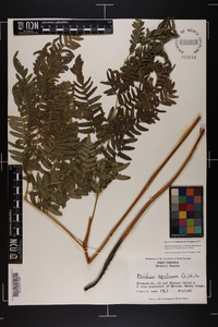 Pteridium aquilinum var. latiusculum image