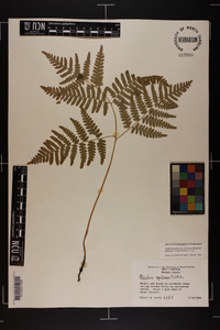 Pteridium aquilinum var. latiusculum image