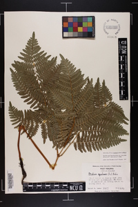 Pteridium aquilinum var. latiusculum image