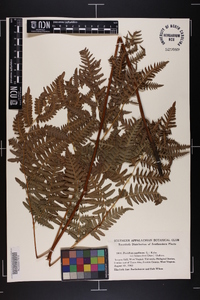 Pteridium aquilinum var. latiusculum image