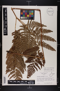 Pteridium aquilinum var. latiusculum image