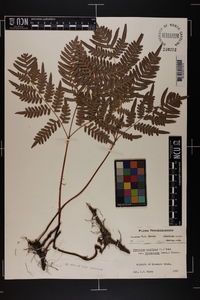 Pteridium aquilinum var. latiusculum image