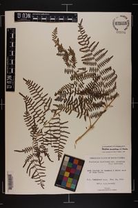 Pteridium caudatum image