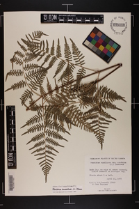 Pteridium caudatum image