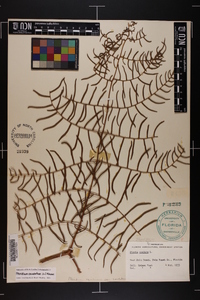 Pteridium caudatum image