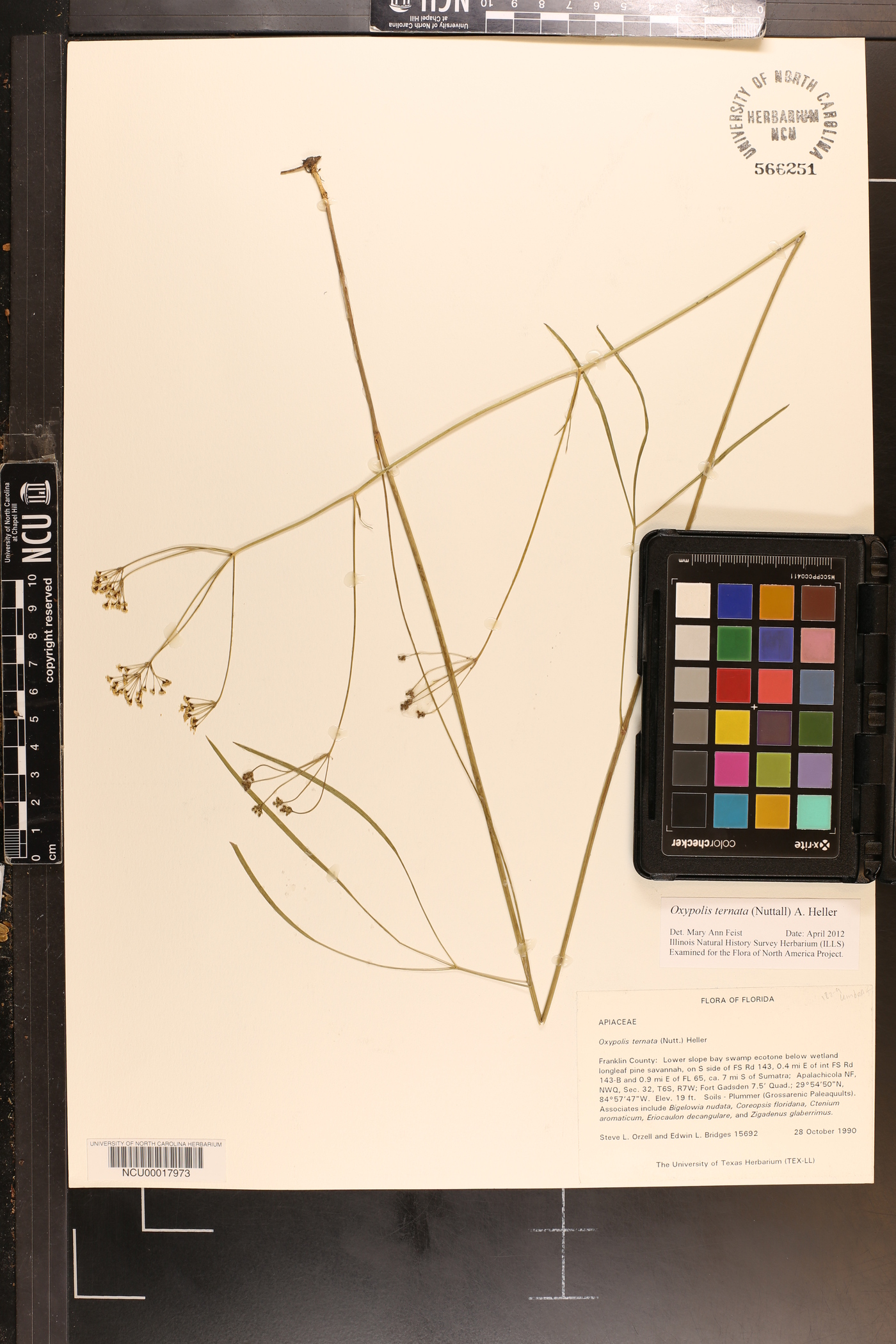 Oxypolis ternata image