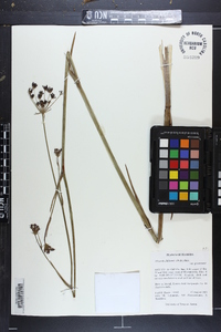 Tiedemannia filiformis subsp. greenmannii image