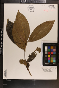 Camellia petelotii image