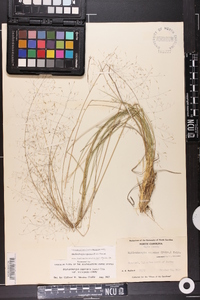 Muhlenbergia expansa image