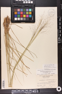 Muhlenbergia expansa image