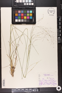 Muhlenbergia expansa image