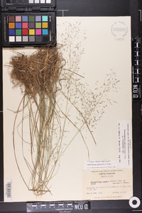 Muhlenbergia expansa image