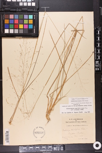 Muhlenbergia expansa image