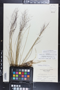 Muhlenbergia sericea image