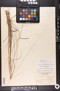 Muhlenbergia capillaris image