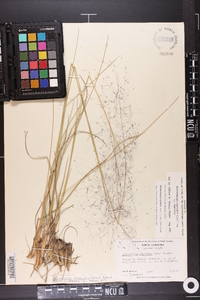 Muhlenbergia capillaris image