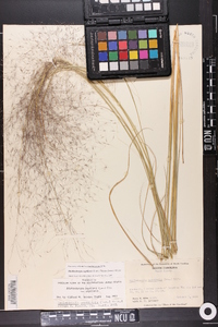 Muhlenbergia capillaris image