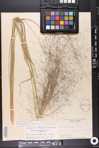 Muhlenbergia capillaris image