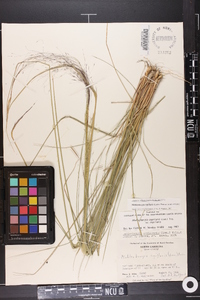 Muhlenbergia capillaris image