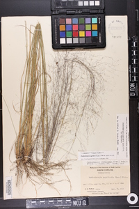 Muhlenbergia capillaris image