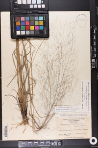 Muhlenbergia capillaris image