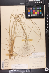 Muhlenbergia capillaris image