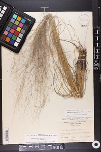 Muhlenbergia capillaris image