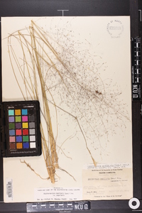 Muhlenbergia capillaris image