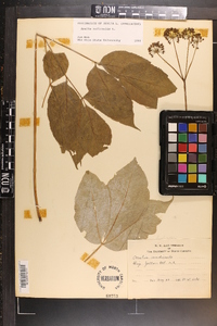 Aralia nudicaulis image