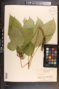 Aralia nudicaulis image