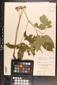 Aralia nudicaulis image