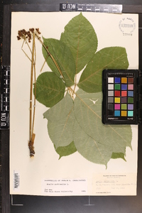 Aralia nudicaulis image