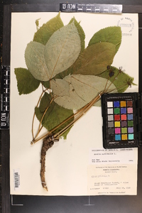 Aralia nudicaulis image